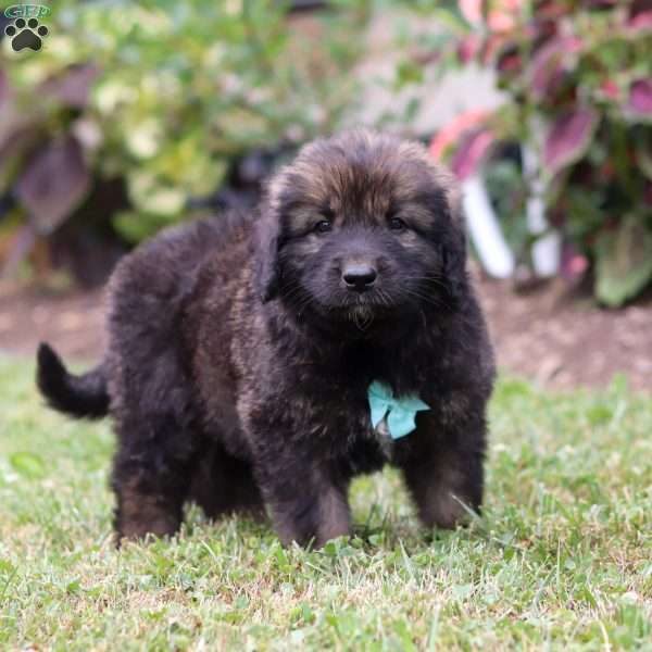 Dylan, Newfoundland Mix Puppy